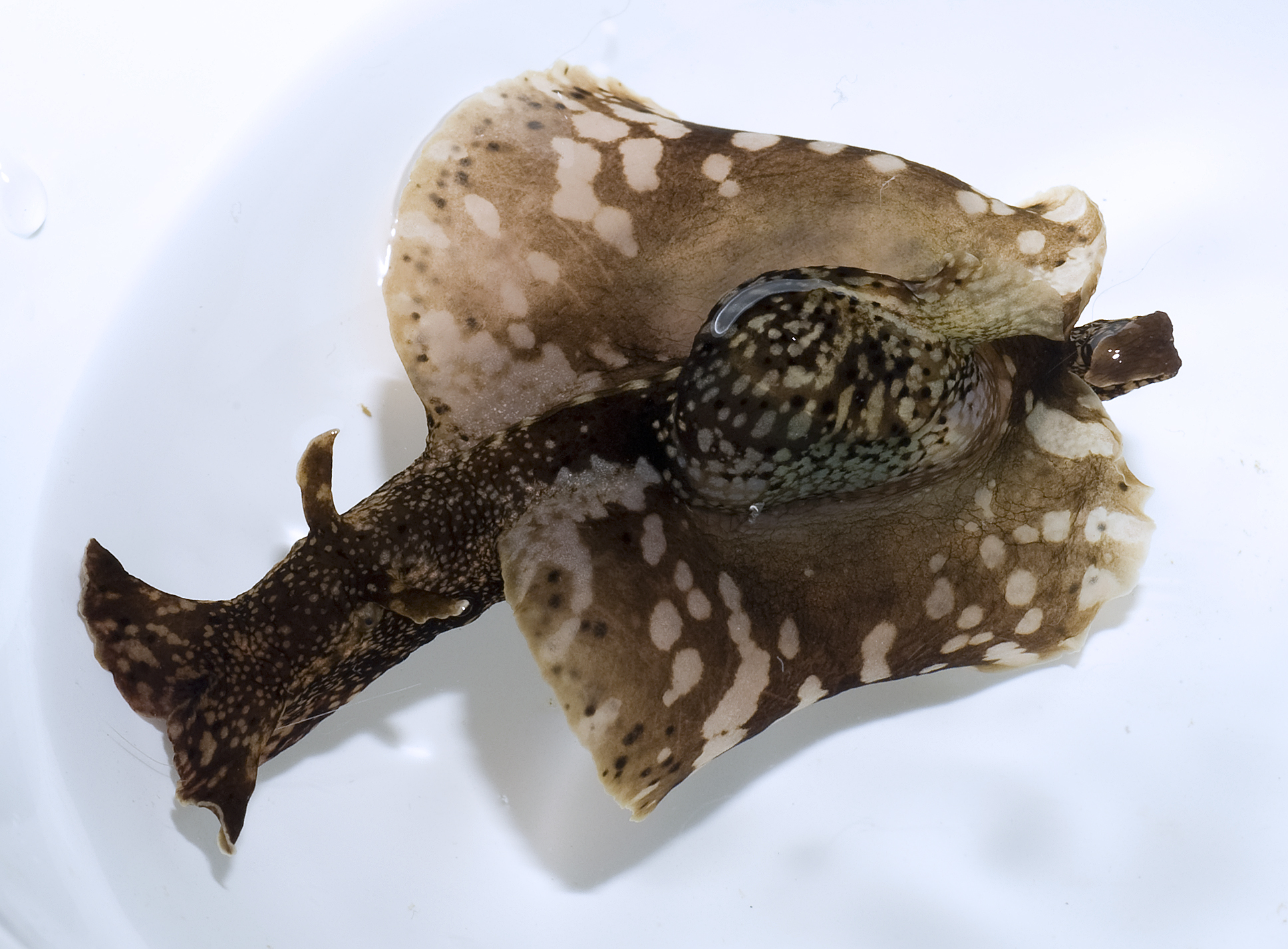 Sea Hare.jpg