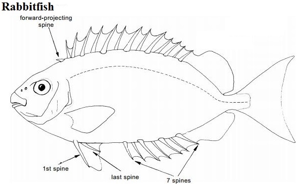 Siganidae1 edited.jpg Siganidae1 edited.jpg