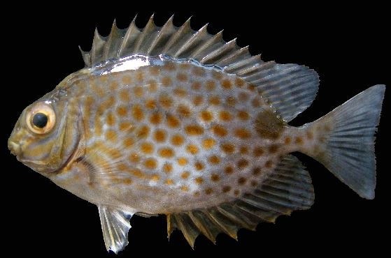 Siganus guttatus 2 FB.JPG