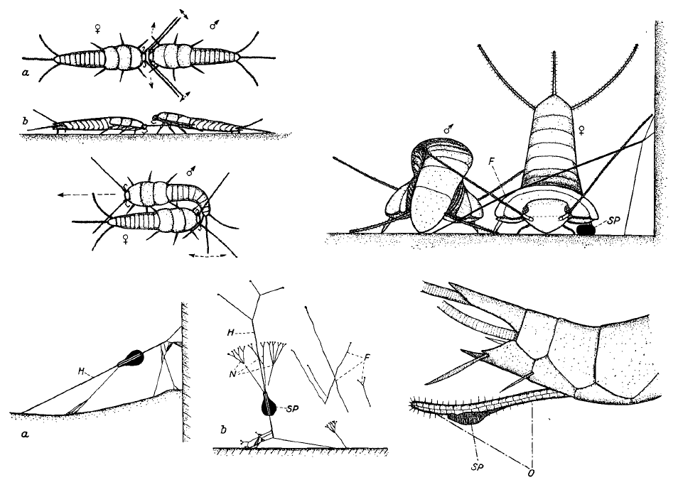 Silverfish mating.png