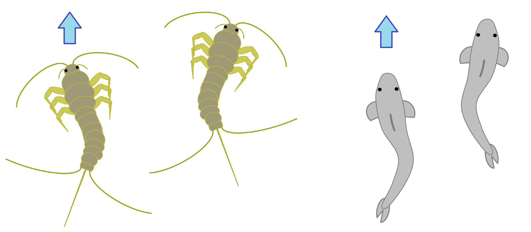 Silverfish movement.png Silverfish movement.png