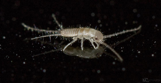 Silverfish nymph.jpg