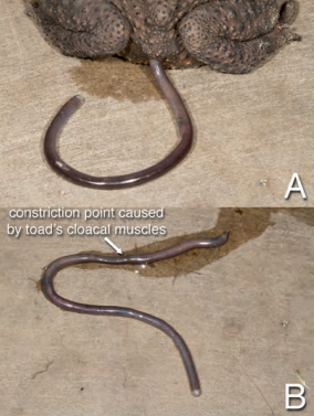 Snake in toad's ass.png