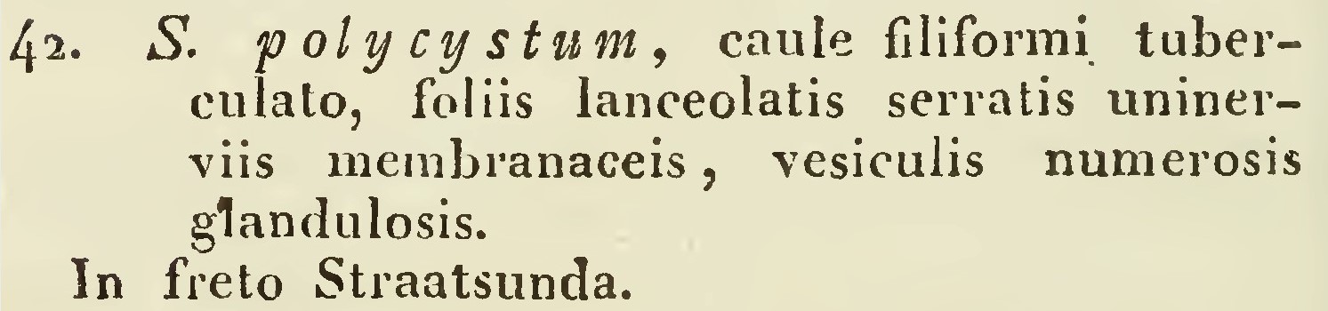 Spolycystumagardh.jpg Spolycystumagardh.jpg