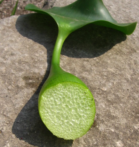 Spongy petioles.jpg