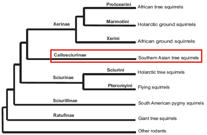 Squirrel Taxonomy 1.png Squirrel Taxonomy 1.png