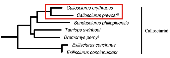 Squirrel Taxonomy 2.png Squirrel Taxonomy 2.png