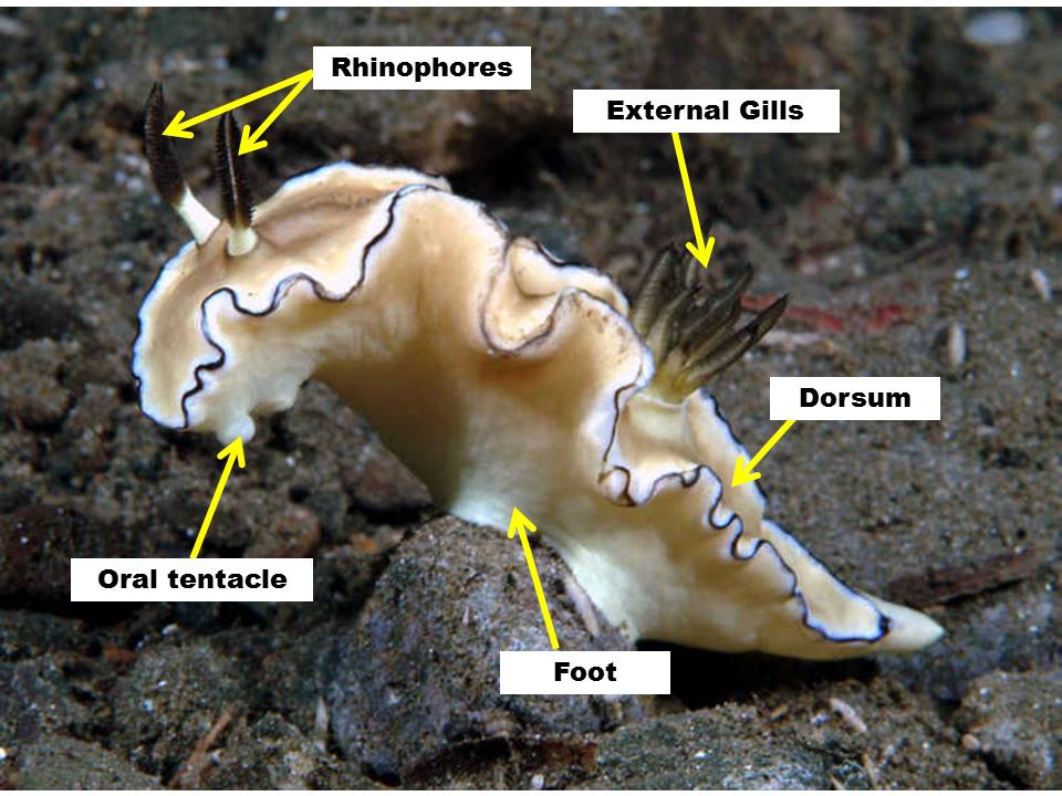 Structural photo (labelled).jpg