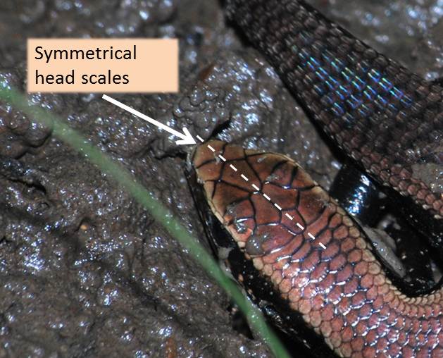 Symmetrical_head_scales.jpg
