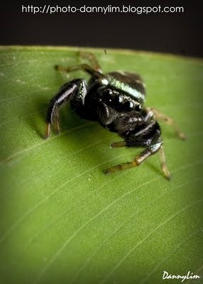 Thiania-bhamoensis-13 (1).jpg Thiania-bhamoensis-13 (1).jpg