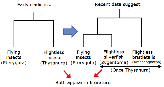 Thysanura splitting.png Thysanura splitting.png