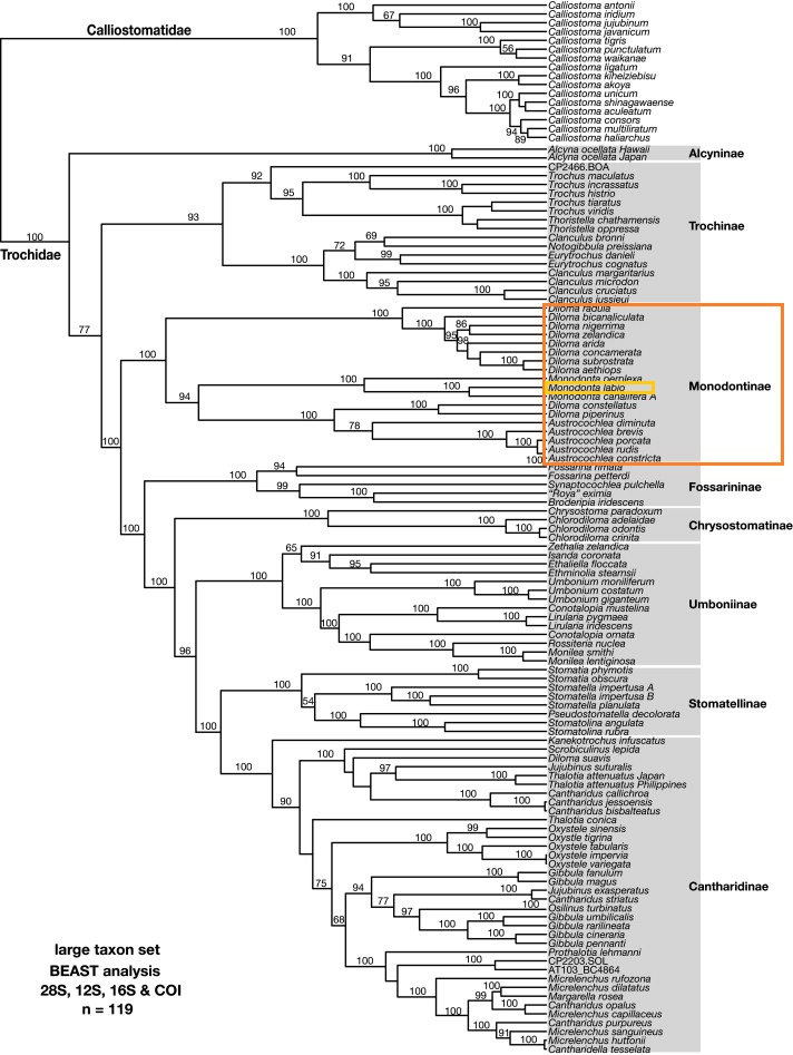 Trochidae phylogeny_edited.jpg