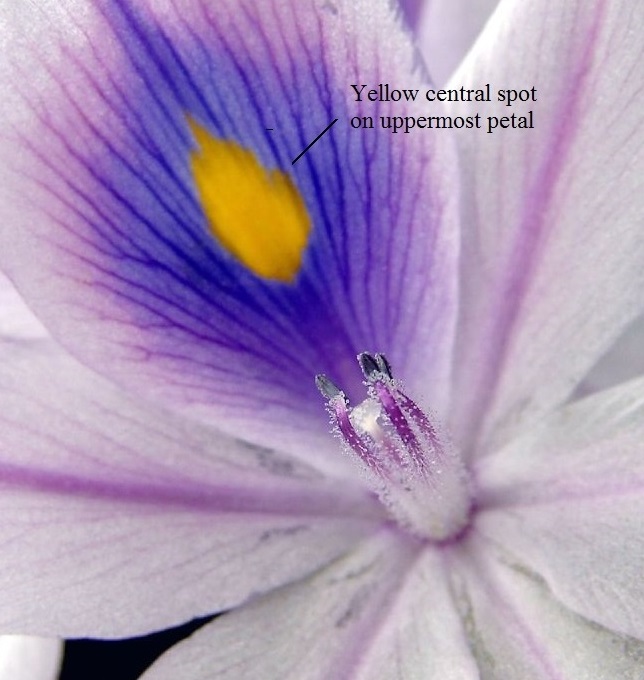 Water hyacinth flower.jpg