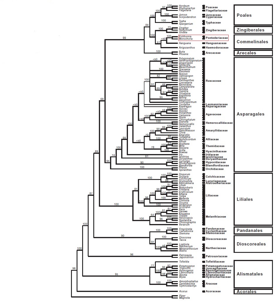 Water hyacinth_Monocot tree.jpg