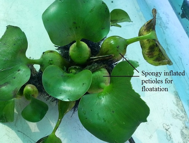 Water_hyacinth stalk.jpg