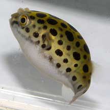 Wild Singapore-Spotted pufferfish.jpg Wild Singapore-Spotted pufferfish.jpg
