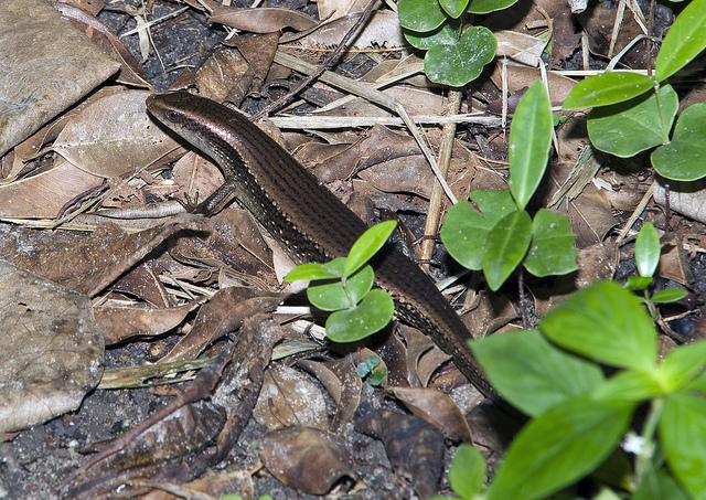 WildSingapore_Sungei_Buloh.jpg