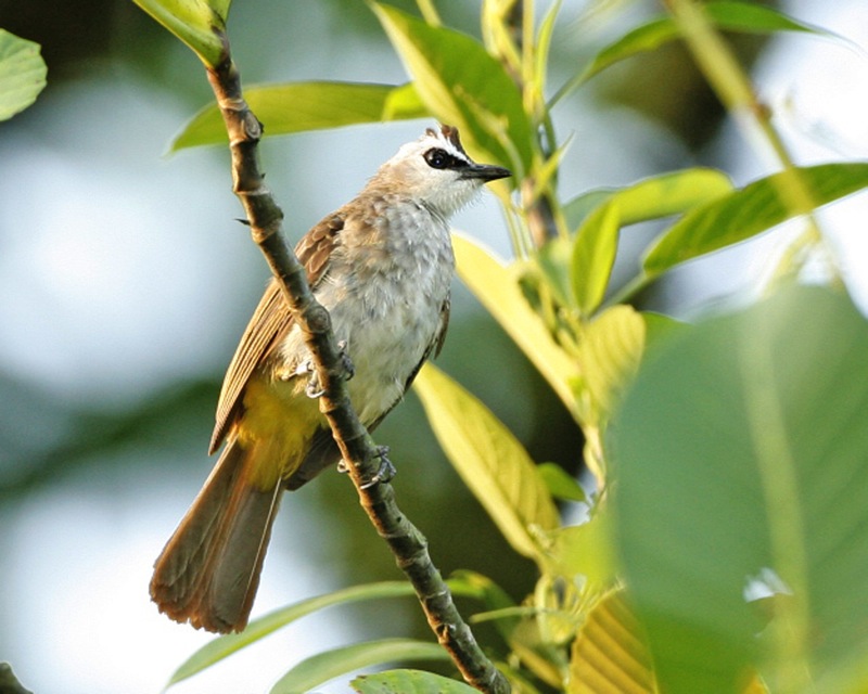 Yellow-vented_Bulbul_(Pycnonotus_goiavier)_-_Flickr_-_Lip_Kee_(7).jpg