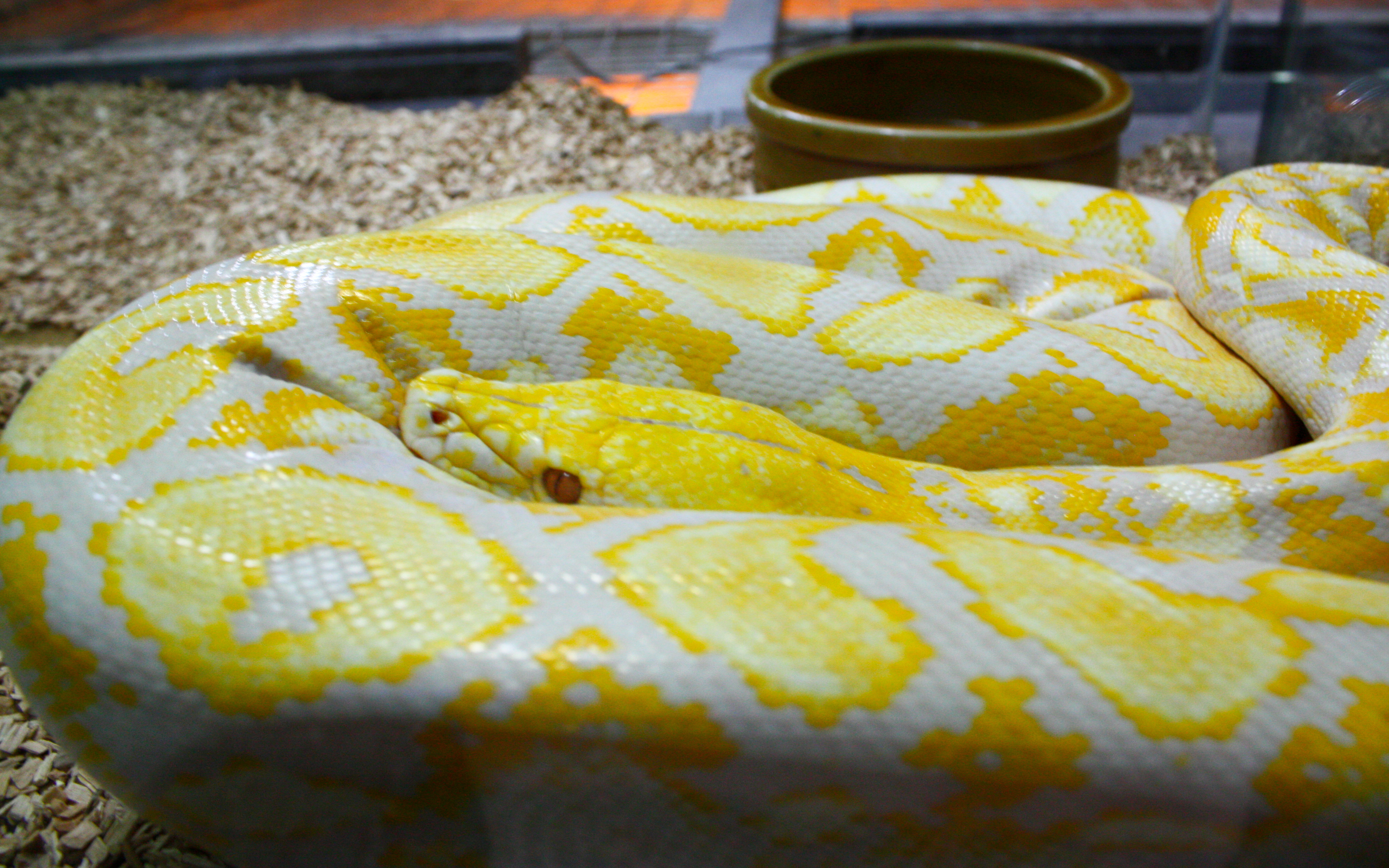 albino_python.jpg