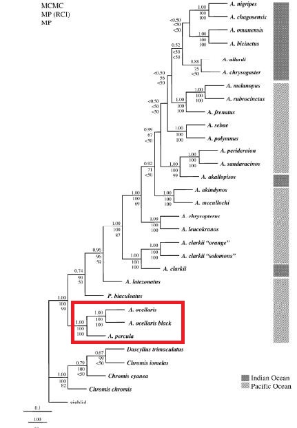 amphiprion tree.jpg