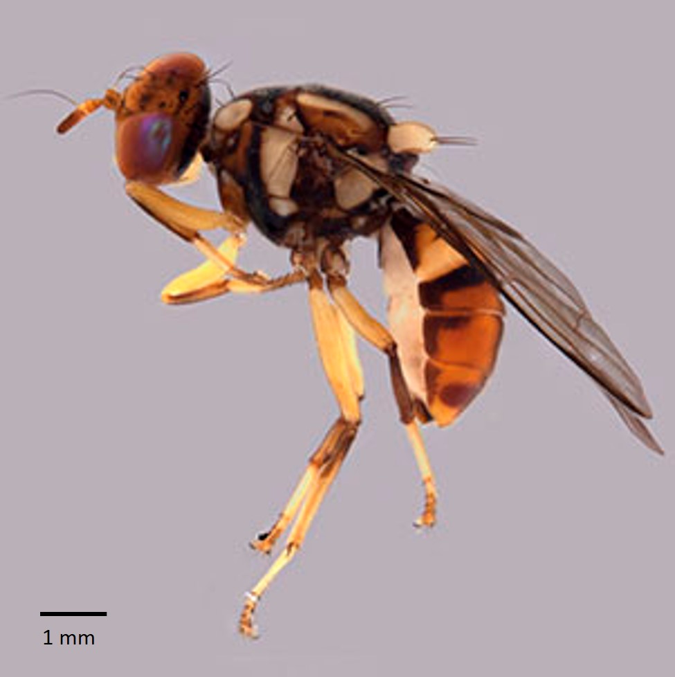bactrocera dorsalis squared.jpg