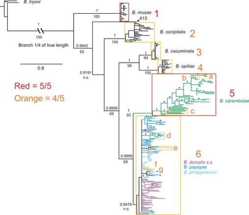 bactrocera phylogeny.jpg
