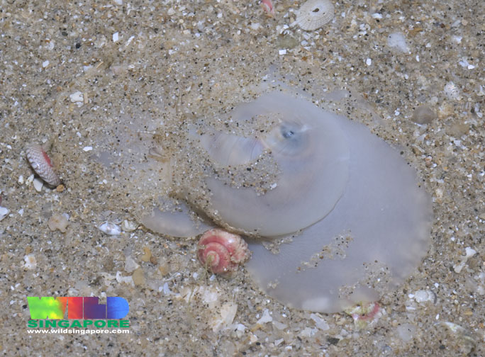 ball moon snail preying button snail (ria tan 2011).jpg