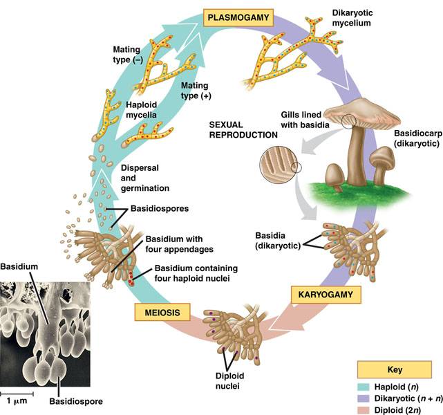basidiomycota life cycle-Campbell and Reece - Copy.jpg basidiomycota life cycle-Campbell and Reece - Copy.jpg