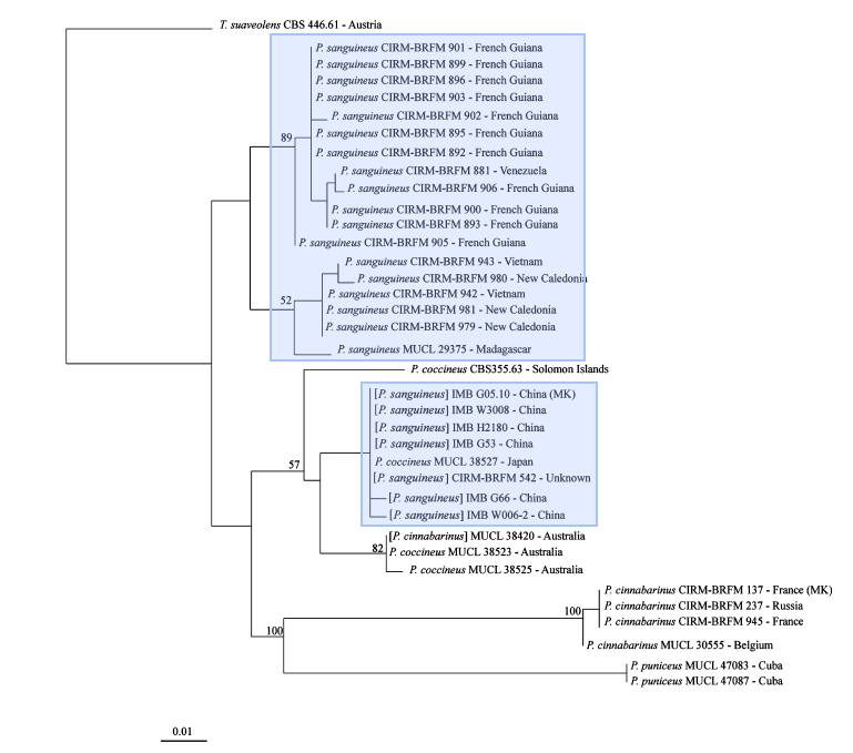 beta tubulin max likelihood tree.png beta tubulin max likelihood tree.png