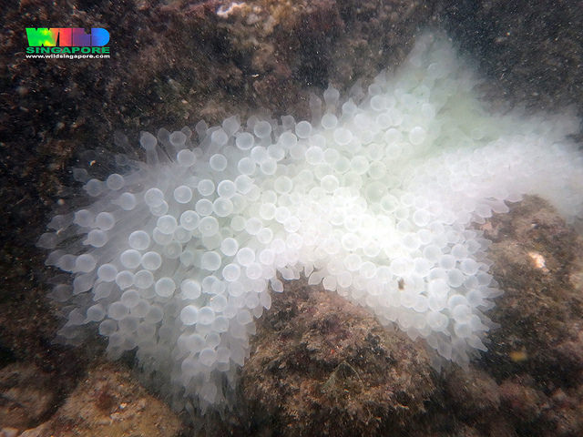 bleachedanemone1.jpg bleachedanemone1.jpg
