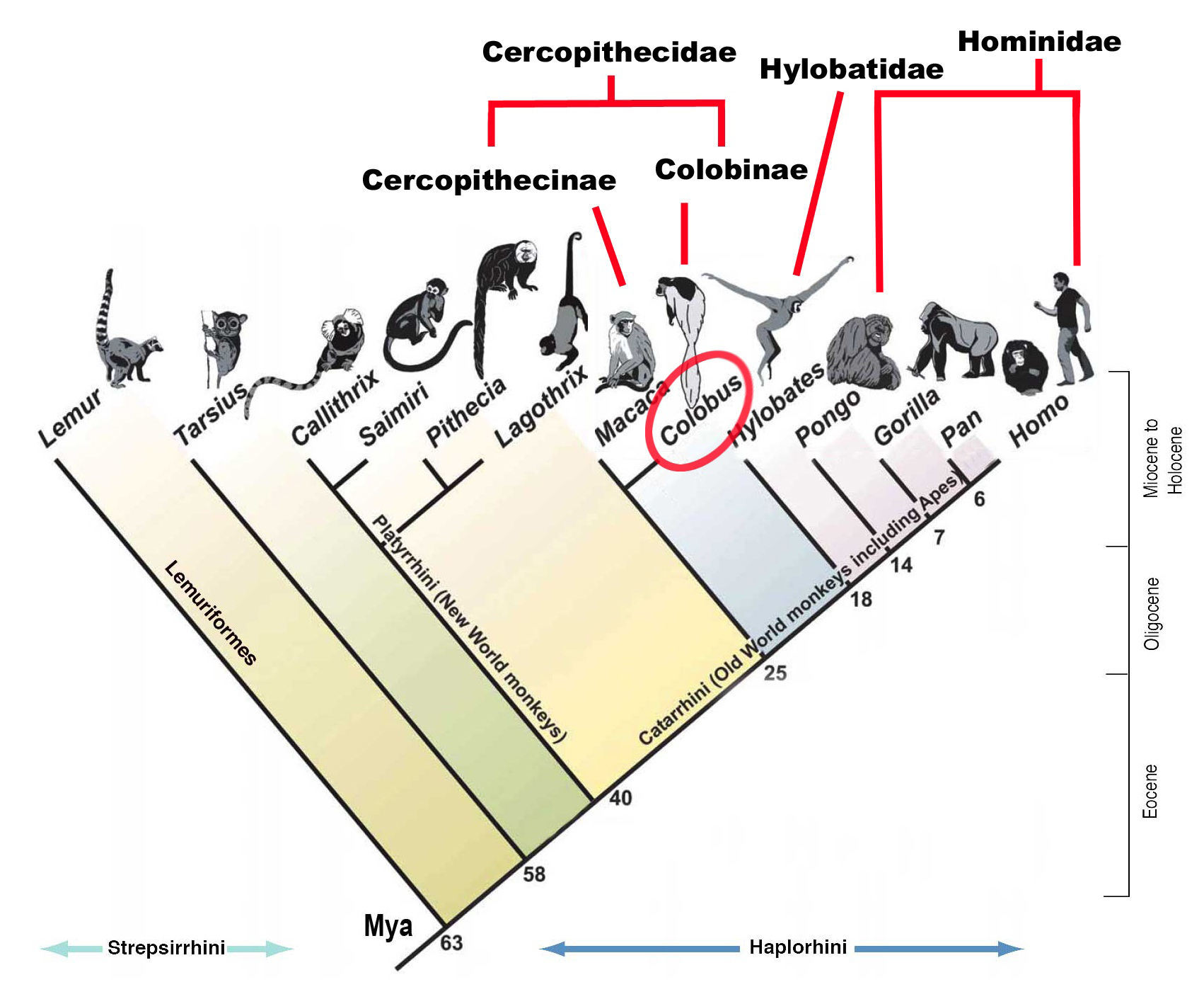 blmPrimateTree2 frm Wikimedia Commons (editted).jpg