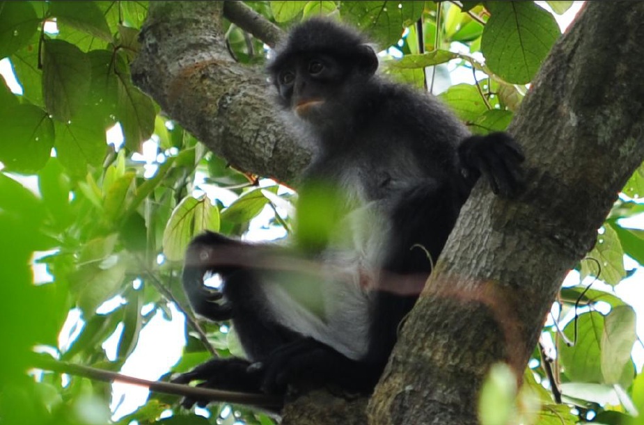 blmadult pelage colouration.jpg