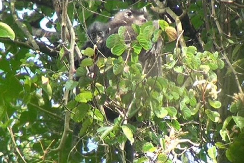 blmblack infant pelage.jpg