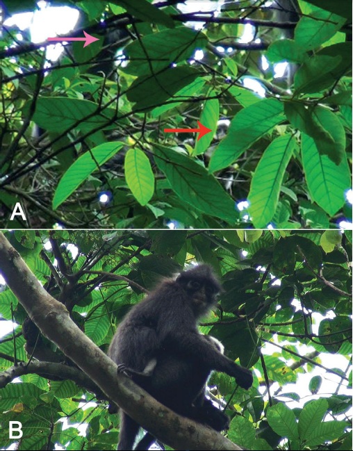 blminfants pelage.jpg