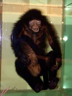 blmmonkeyband (RMBR specimen).jpg