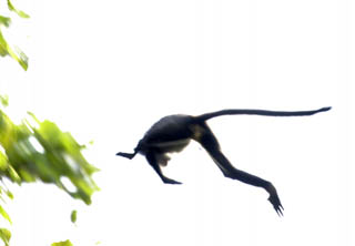 blmmonkeybandleafleaping.jpg