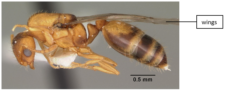 body of a queen pharaoh ant.png body of a queen pharaoh ant.png
