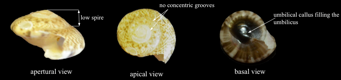 button snail diagnostic features.png