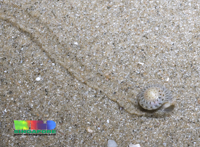 button snail trail mark (ria tan 2011).jpg