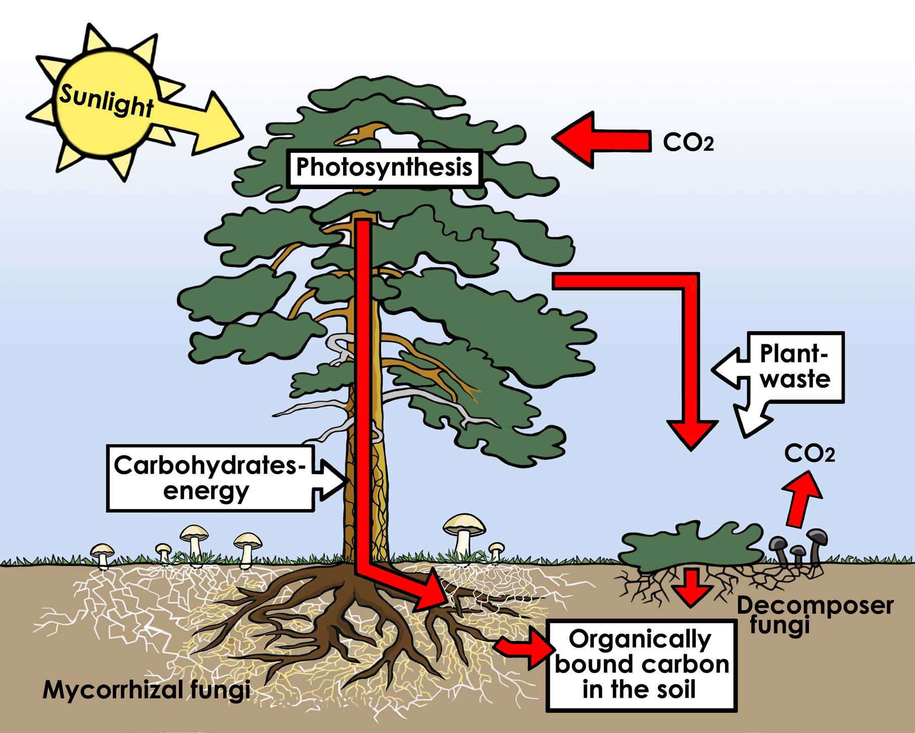 carbon cycle.jpg carbon cycle.jpg