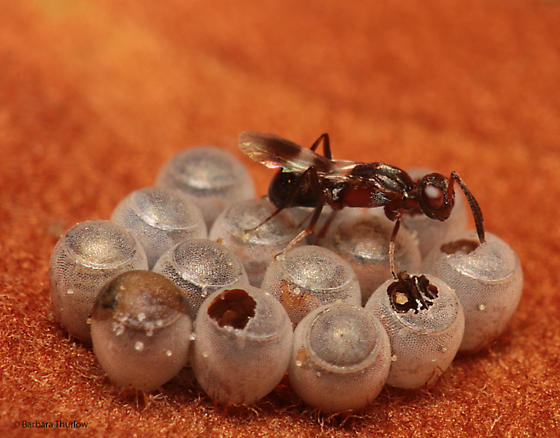 chalcidoid wasps parasite.jpg chalcidoid wasps parasite.jpg