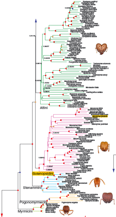 chy_ subset of phylogenetic tree.png chy_ subset of phylogenetic tree.png