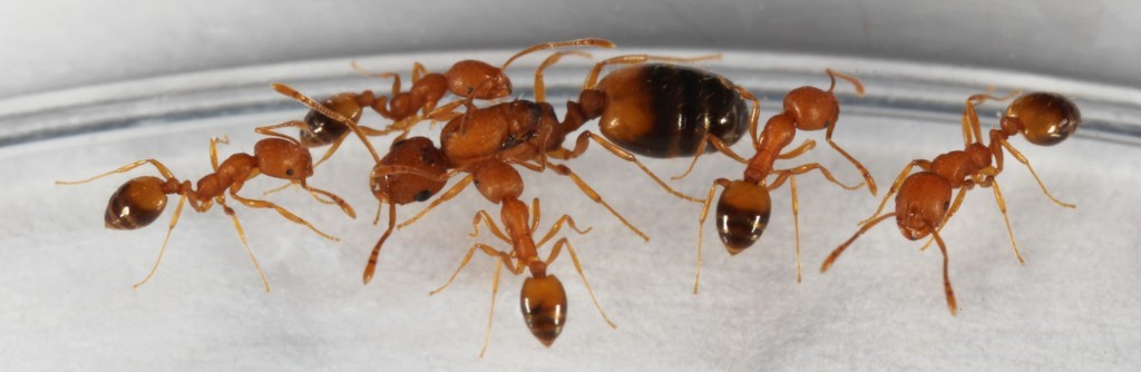 chy_a pharaoh ant queen and her workers.jpg chy_a pharaoh ant queen and her workers.jpg