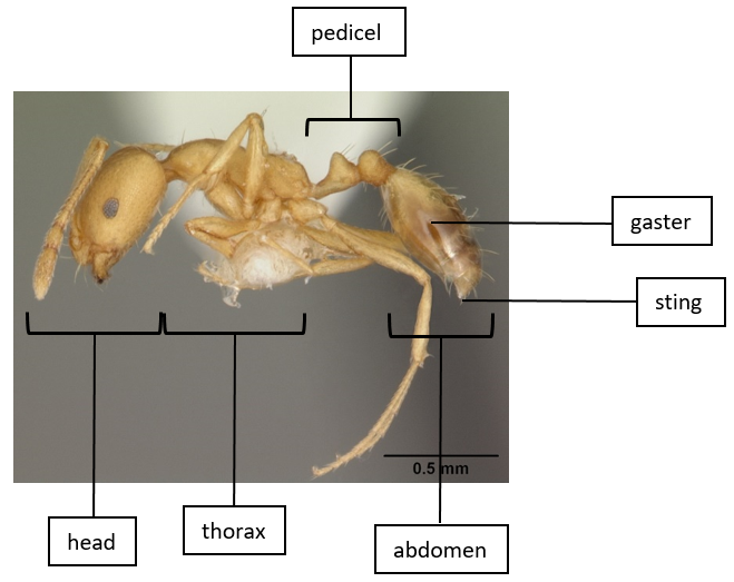 chy_body of a worker pharaoh ant.png chy_body of a worker pharaoh ant.png