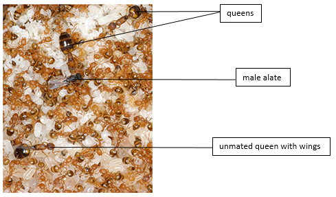 chy_colony of pharaoh ants.png chy_colony of pharaoh ants.png