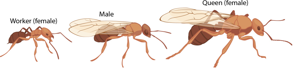 chy_difference in size between a worker, male alate and queen alate.png chy_difference in size between a worker, male alate and queen alate.png