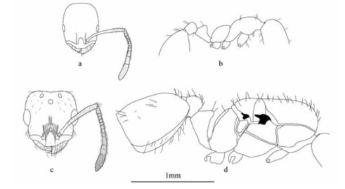 chy_difference in the head and body of a worker and queen pharaoh ant.png chy_difference in the head and body of a worker and queen pharaoh ant.png