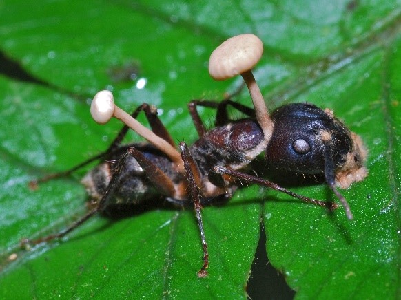 chy_example of an ant killed by entomopathogenic fungi.jpg chy_example of an ant killed by entomopathogenic fungi.jpg