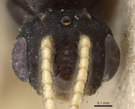 chy_head of a pharaoh male alate.jpg chy_head of a pharaoh male alate.jpg