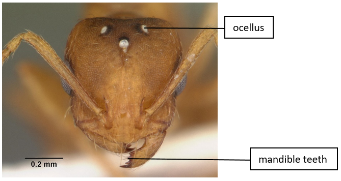 chy_head of a queen pharaoh ant.png chy_head of a queen pharaoh ant.png